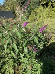 Buddleja