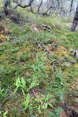 Saussurea parviflora