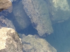 Pachygrapsus marmoratus