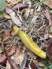 Ariolimax dolichophallus