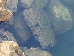 Pachygrapsus marmoratus