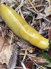 Ariolimax dolichophallus