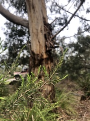 Melaleuca squarrosa