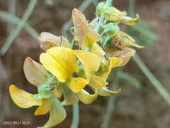 Crotalaria pallida