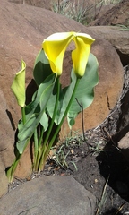 Zantedeschia pentlandii