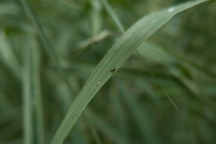 Elachiptera cornuta