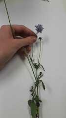Scabiosa columbaria