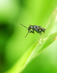 Discomyza