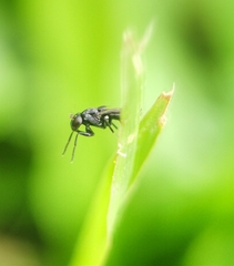 Discomyza