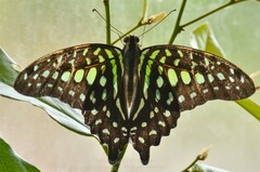 Graphium agamemnon