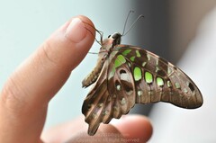 Graphium agamemnon
