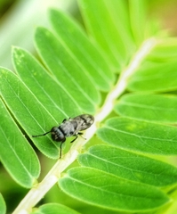 Discomyza