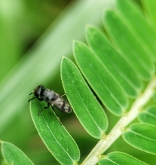 Discomyza