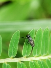 Discomyza