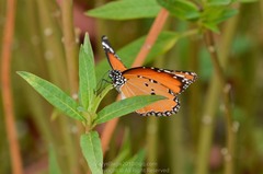 Danaus chrysippus