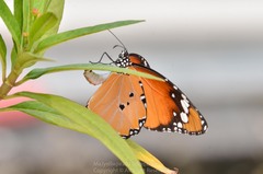 Danaus chrysippus