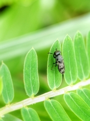 Discomyza