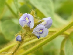 Calopogonium mucunoides