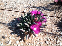 Argyroderma fissum