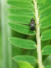 Discomyza
