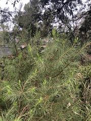Hakea nodosa