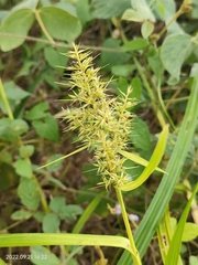 Setaria scheelei