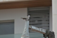 Streptopelia decaocto