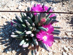 Argyroderma fissum