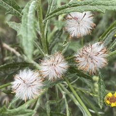 Senecio pterophorus