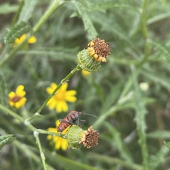 Senecio pterophorus