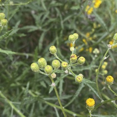 Senecio pterophorus