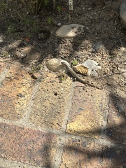 Trachylepis capensis