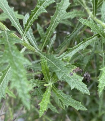 Senecio pterophorus