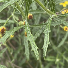 Senecio pterophorus