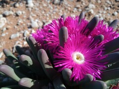 Argyroderma fissum