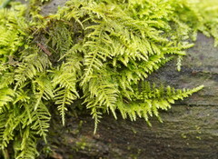 Kindbergia praelonga