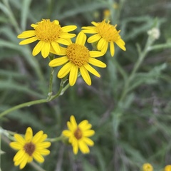 Senecio pterophorus