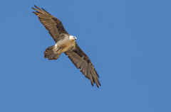 Gypaetus barbatus