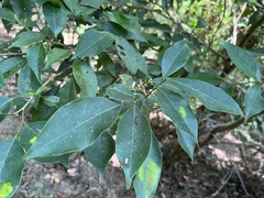 Glycosmis parviflora