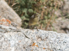 Phylloscopus griseolus