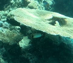 Chaetodon trifascialis