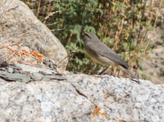 Phylloscopus griseolus