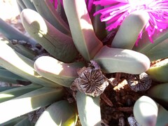 Argyroderma fissum