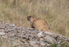 Marmota baibacina