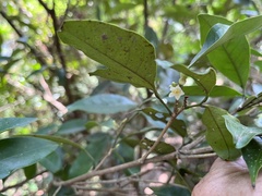 Glycosmis parviflora