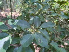 Glycosmis parviflora