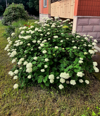 Hydrangea
