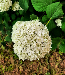 Hydrangea