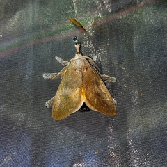 Scopelodes albipalpalis