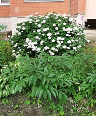 Hydrangea